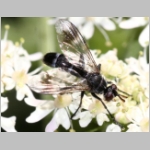 Lophosia fasciata - Raupenfliege 02d.jpg